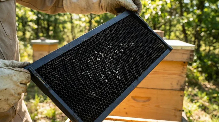 How do plastic hives help in spotting bee eggs? Boost Your Hive Inspection Success