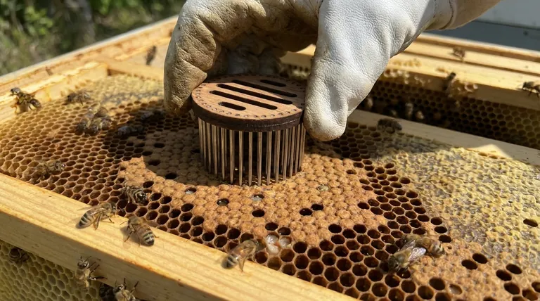 여왕벌 설치 시 프레스인 케이지는 어떻게 사용되나요? 양봉장에서 높은 여왕벌 수용률을 보장하세요