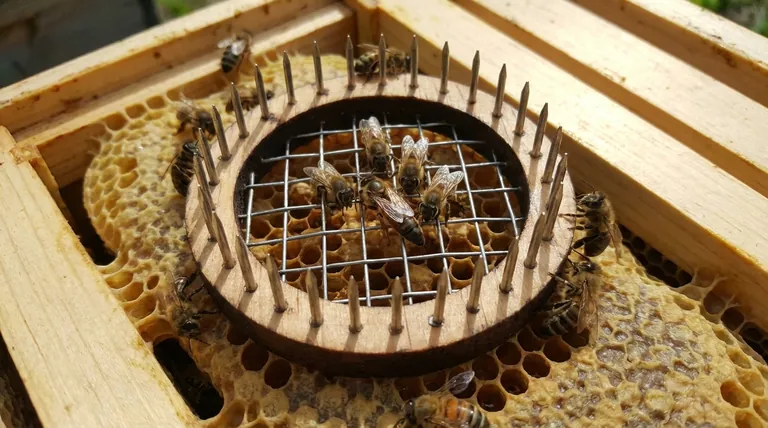 Come fanno gli apicoltori a proteggere una nuova regina durante l'introduzione? Garantire una transizione dell'alveare sicura e di successo