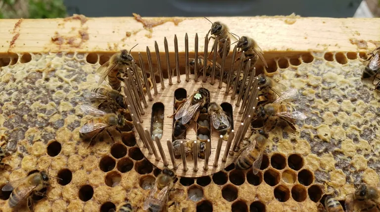 Как вставная клеточка улучшает успех подсадки матки? Повышение приемлемости с активной демонстрацией матки