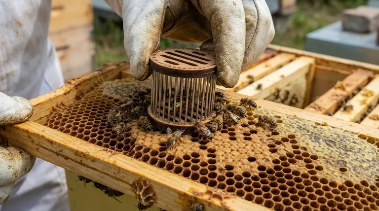 What are the steps to introduce a queen using a push-in cage? Ensure High Success for Your Valuable Queens