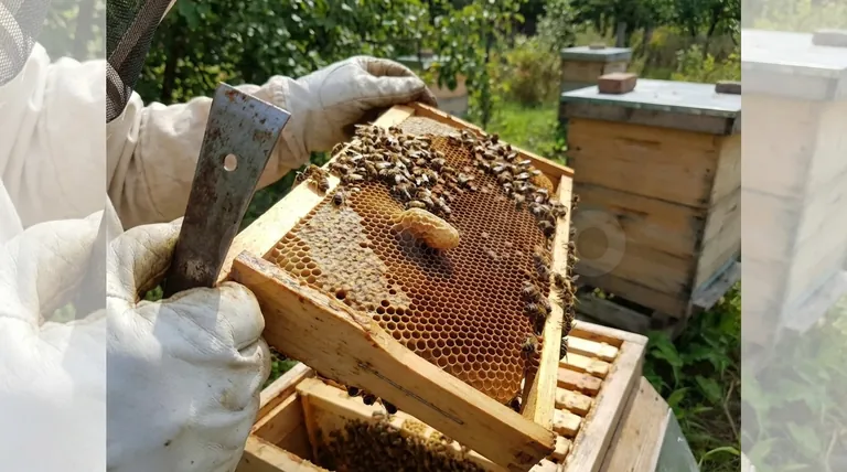 Come gestire le celle reali nelle divisioni? Garantire una colonia nuova, forte e stabile