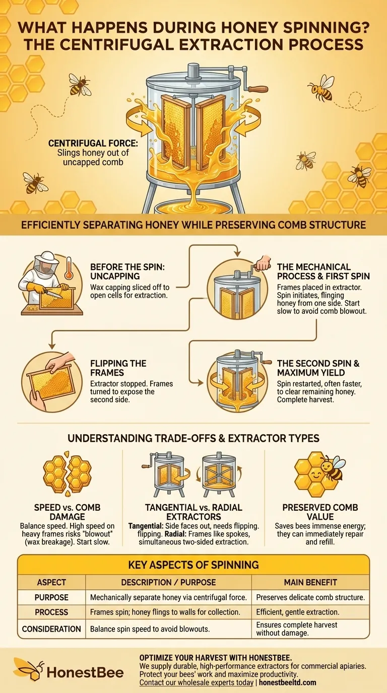 What happens during the spinning process in honey extraction? Efficiently Harvest Honey & Preserve Comb Visual Guide