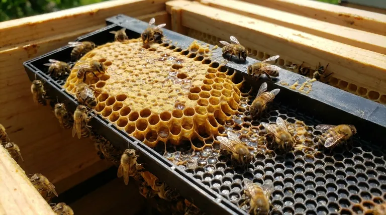 How do bees use Flow Frames? A Guide to Stress-Free Honey Harvesting