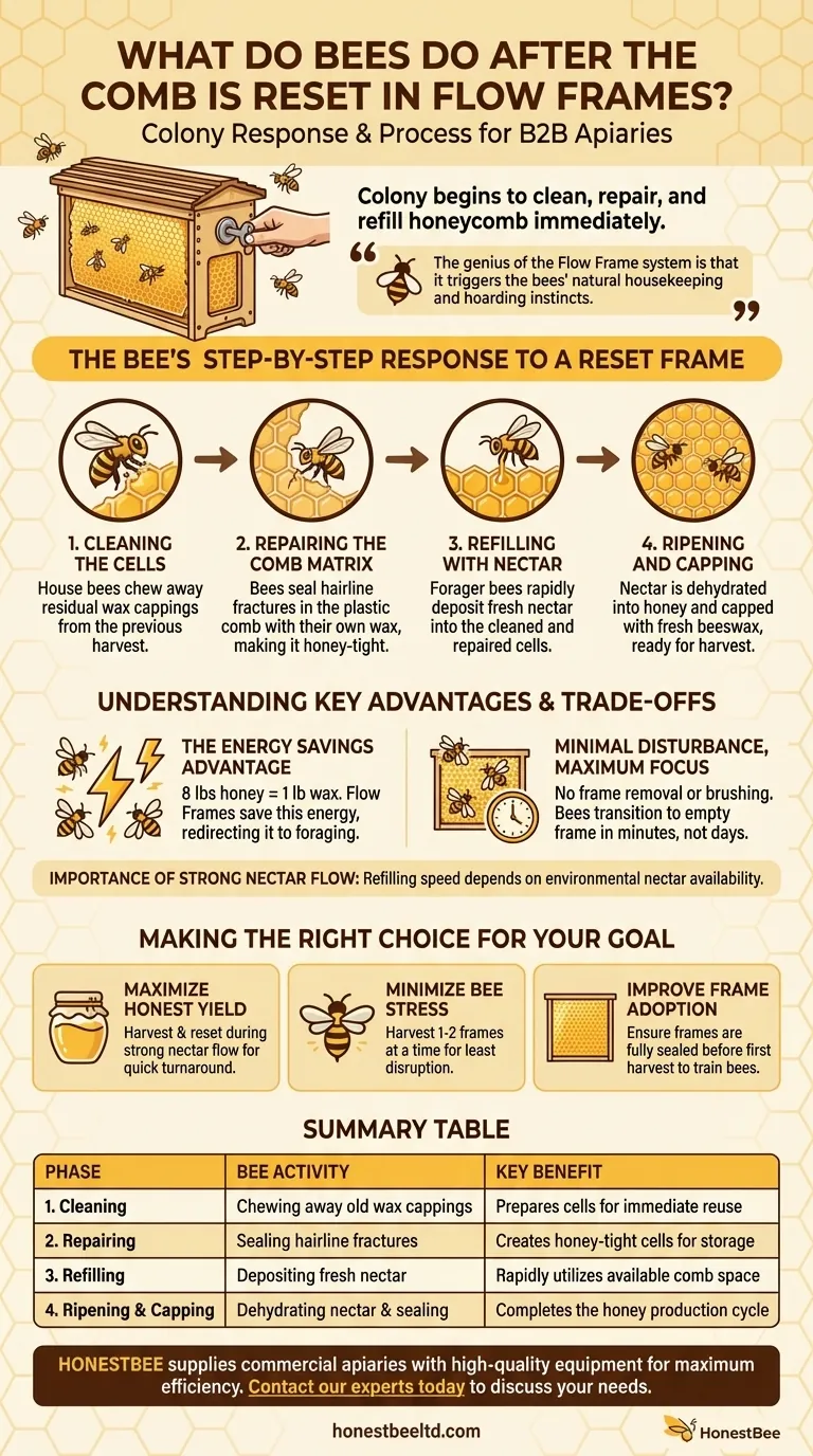 What do bees do after the comb is reset in Flow Frames? Maximize Your Hive's Honey Production Efficiency Visual Guide