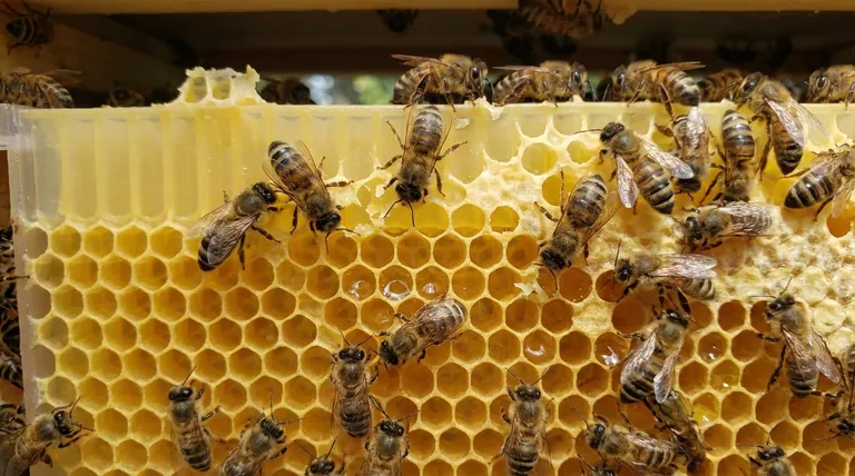 What do bees do after the comb is reset in Flow Frames? Maximize Your Hive's Honey Production Efficiency