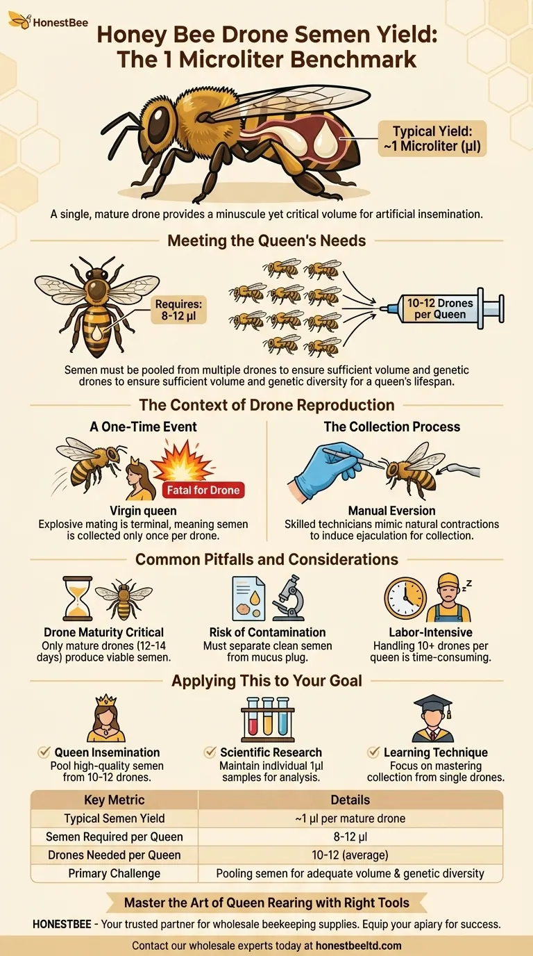 What is the typical semen yield from a single honey bee drone? A Key Metric for Successful Queen Insemination Visual Guide