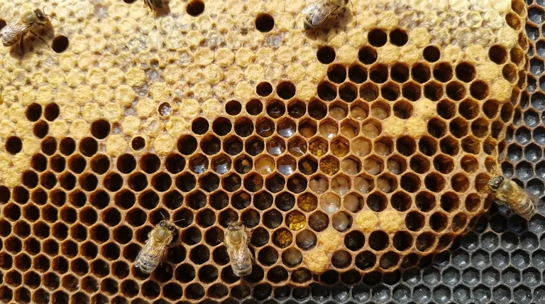 What are the two sizes of honeycomb cells that bees construct? A Guide to Worker & Drone Cells