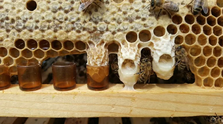 Why do bees build queen cups? Decoding Your Hive's Health and Intentions