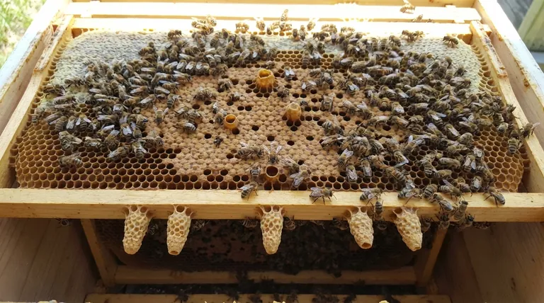 Was sind häufige Gründe, warum Bienen Königinnenzellen bauen? Entschlüsseln Sie die vitalen Signale Ihres Bienenstocks