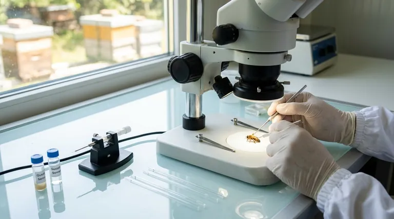 ما هي فوائد التلقيح الاصطناعي في تربية النحل؟ افتح آفاق الجينات الدقيقة لصحة نحل فائقة