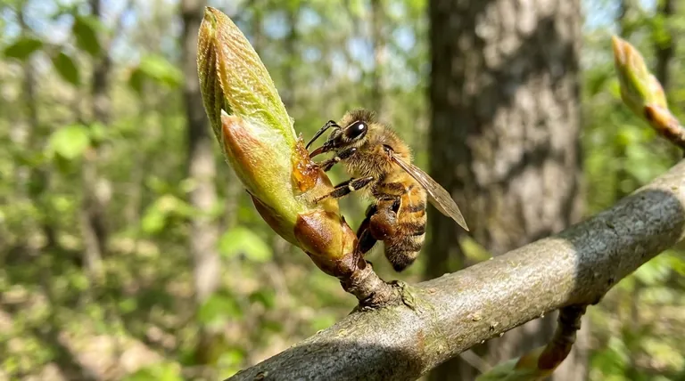 What do honey bees actually collect to make propolis? Harnessing Plant Resins for Hive Health