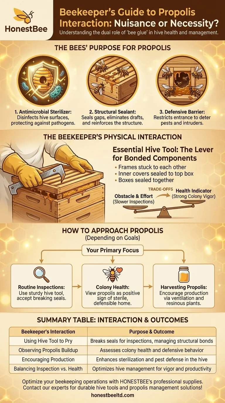 How do beekeepers interact with propolis in hives? A Guide to Managing Bee Glue for Healthier Colonies Visual Guide