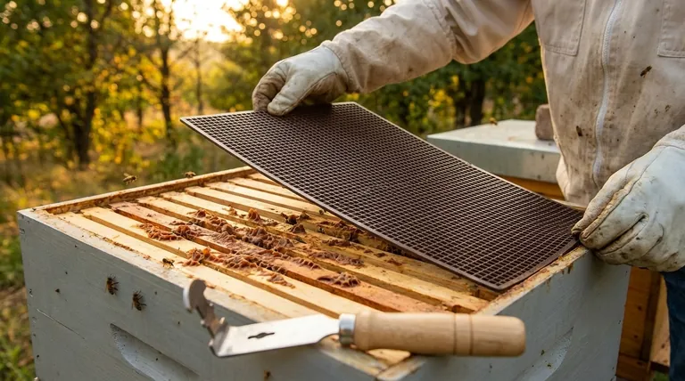 What is the simplest method to harvest propolis? Use a Propolis Trap for a Clean, Easy Harvest