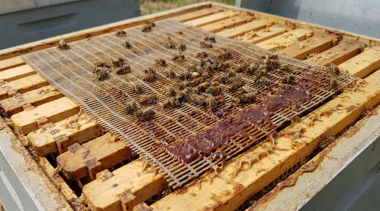 Come funziona un tappeto di propoli? Trasforma l'istinto delle api in un bene raccoglibile