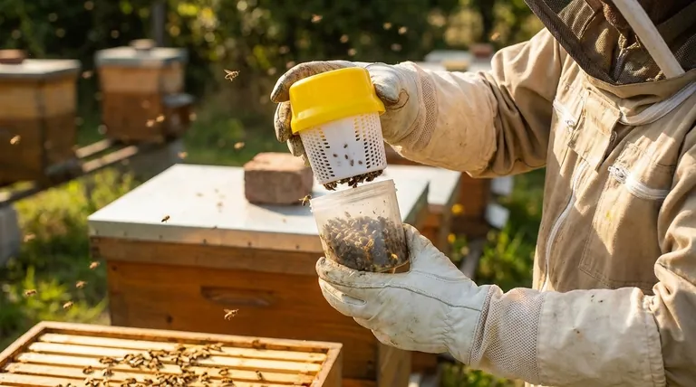 What is the purpose of monitoring mite infestation in beehives? Protect Your Apiary from Colony Loss