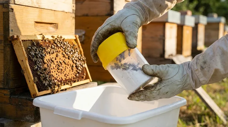 How does the sugar roll method work for varroa monitoring? A Non-Lethal Guide for Beekeepers
