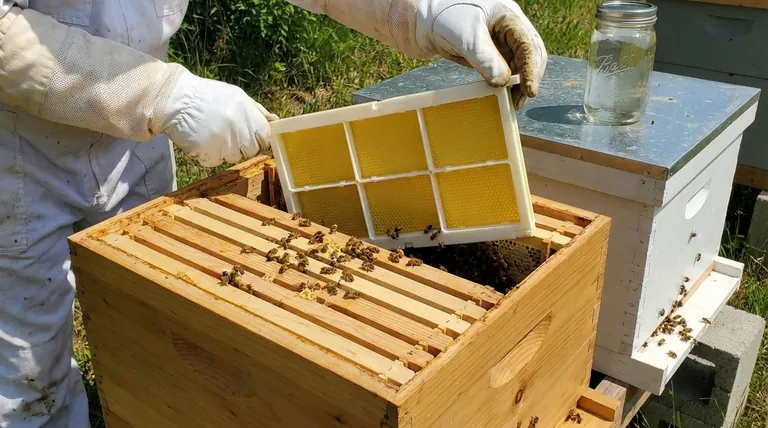 将蜂框和巢框引入蜂群的过程是怎样的?完美蜂巢蜜生产指南