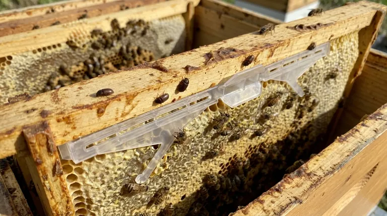 What is one of the most troublesome pests for beekeepers? The Destructive Power of Small Hive Beetles