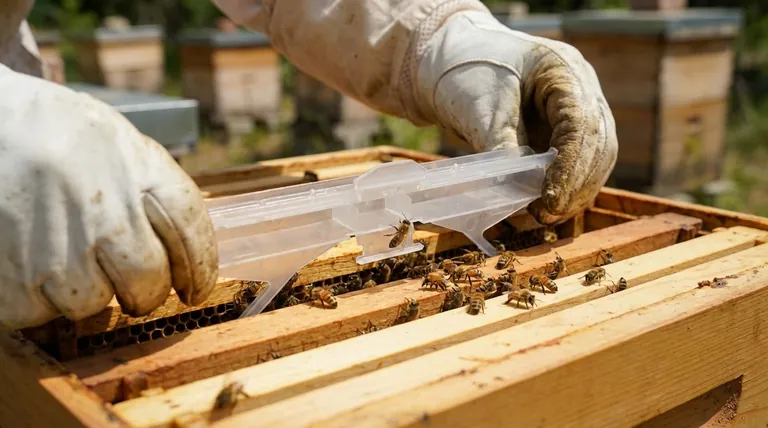 Why are hive beetle traps important for beekeepers? Protect Your Hive from a Devastating Infestation