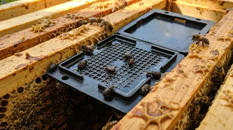 How do hive beetle traps work? A Beekeeper's Guide to Non-Chemical Control