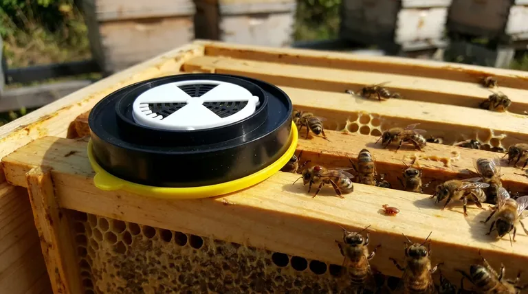 Как Varroa destructor повлиял на пчеловодство? Двойная угроза здоровью пчел и выживанию колоний