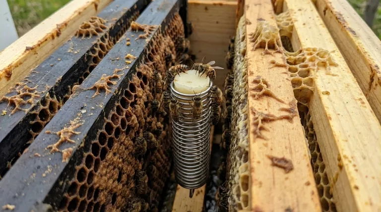 Where should the queen bee's cage be placed in the hive? Maximize Acceptance in the Brood Nest