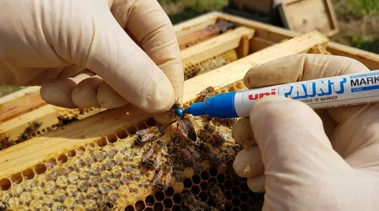 What precautions should be taken during queen marking? Ensure Colony Acceptance and Queen Safety