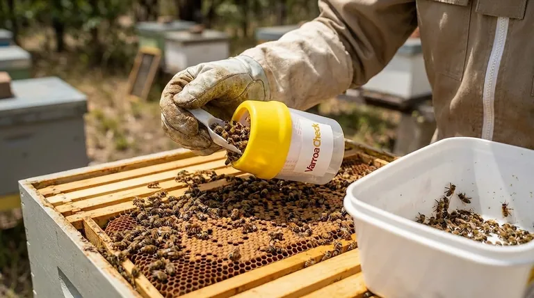 Pourquoi est-il important de sélectionner des abeilles nourricières pour un test de lavage à l'alcool ? Assurer une surveillance précise des varroas