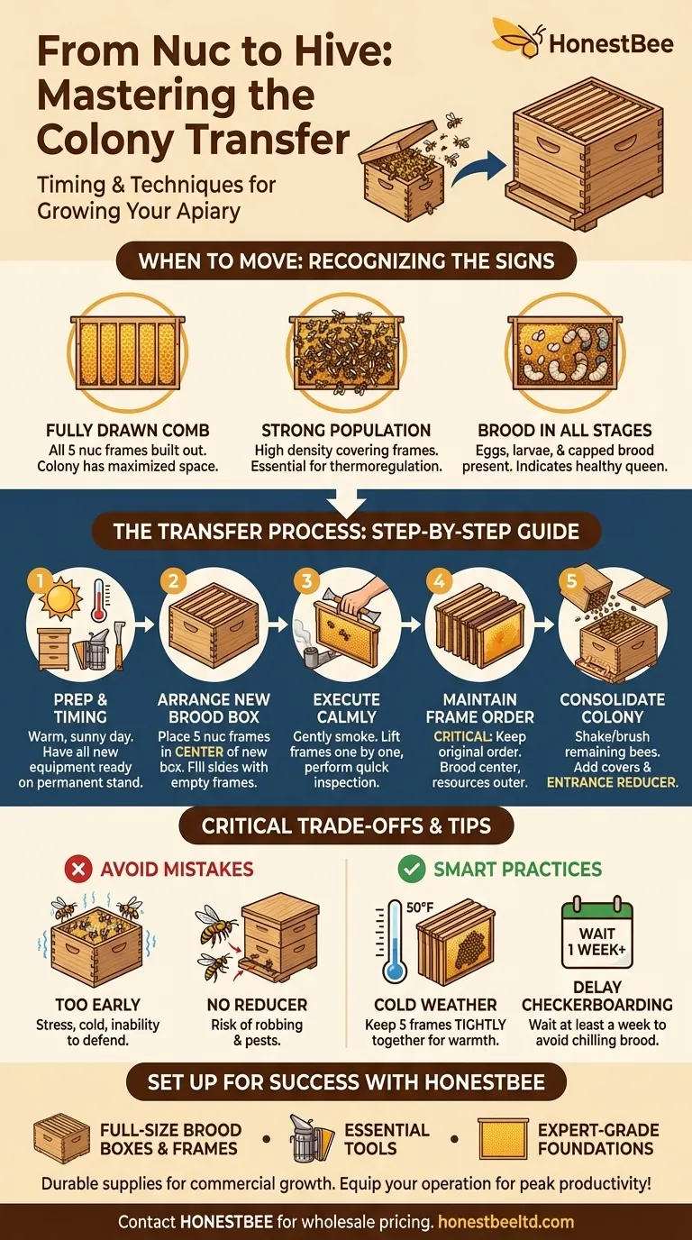 When should frames be moved from a nuc box to a new hive brood box? Key Timing for Healthy Colony Growth Visual Guide