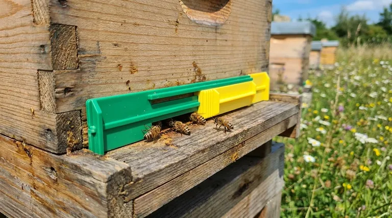 Why should the hive entrance be reduced after transferring a nucleus colony? Essential Protection for New Hives