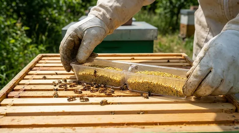 What additional food do bees need besides sugar? Ensure Colony Health with Essential Pollen