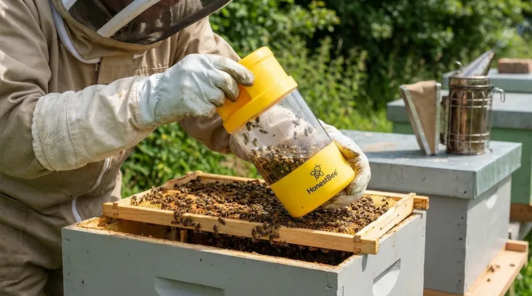 Quais são os limites recomendados para o ácaro Varroa? Tratamento Sazonal Mestre para Colmeias Saudáveis