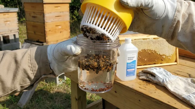 Какой метод мониторинга клещей варроа является наиболее точным? Полное руководство для пчеловодов