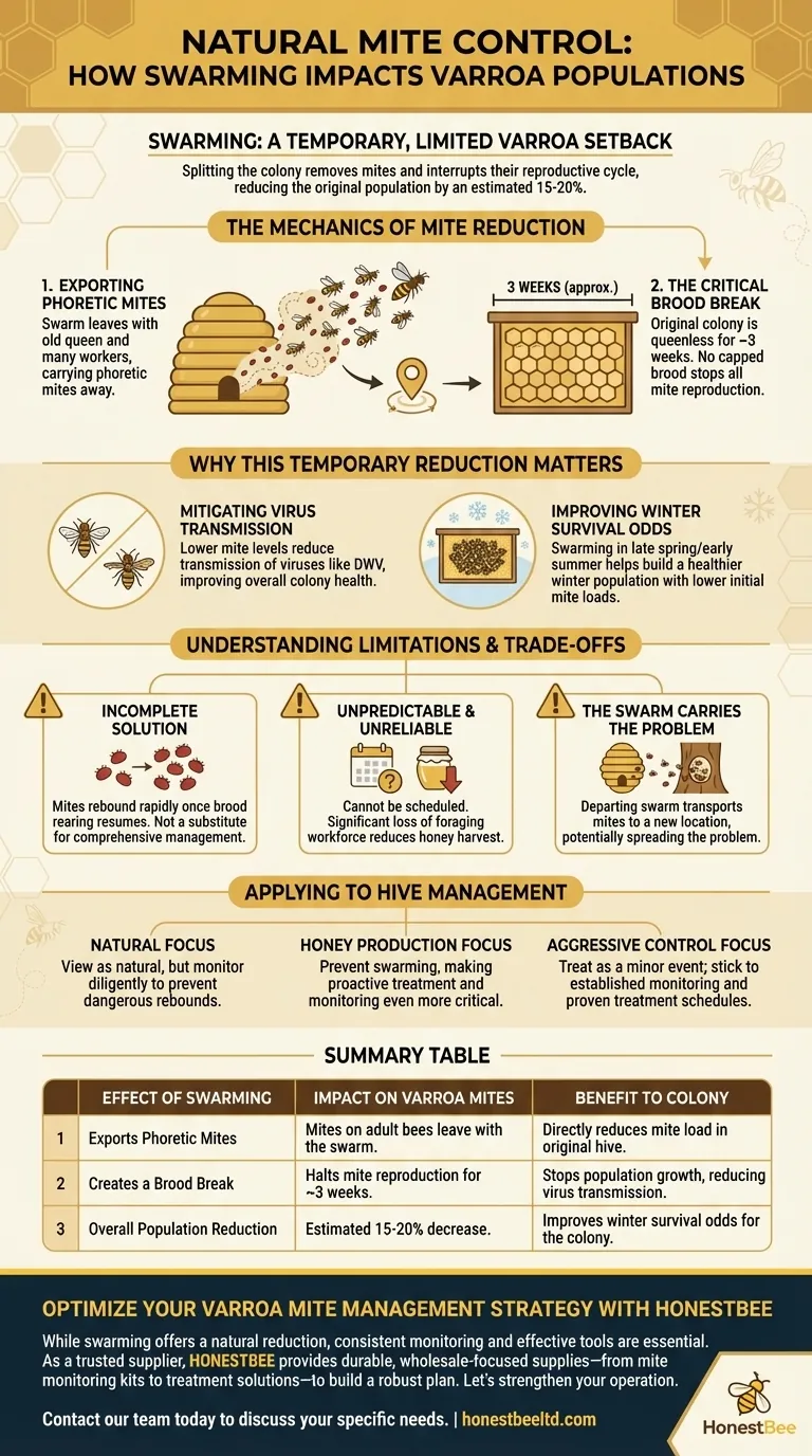 How does swarming affect Varroa mite populations? A Natural Control Mechanism Explained Visual Guide
