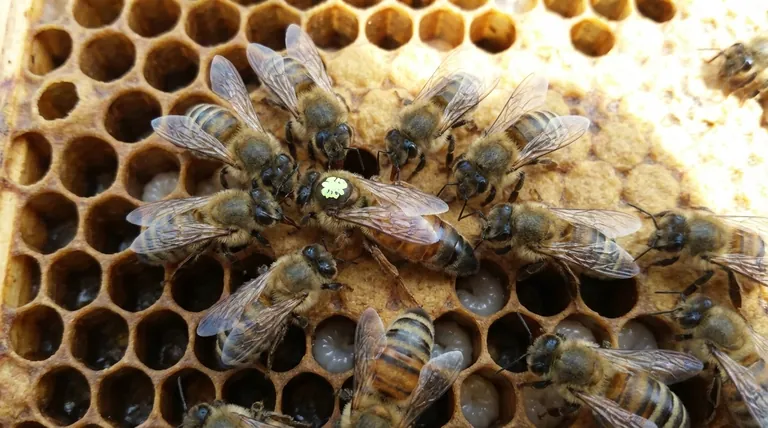 What behaviors indicate a successfully introduced queen? Ensure Your Hive Thrives with a Healthy Queen