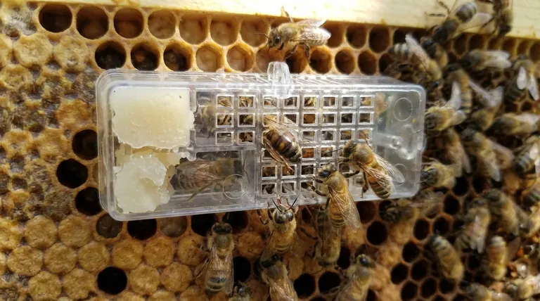 كم من الوقت يستغرق النحل عادة للتكيف مع ملكة جديدة؟ إتقان نافذة القبول من 2 إلى 7 أيام