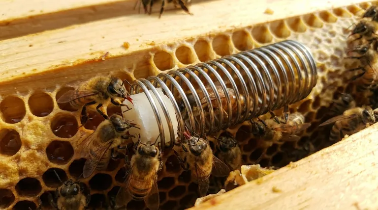 Perché la caramella nelle gabbie di spedizione è importante? Assicurati che la tua ape regina sia accettata dall'alveare