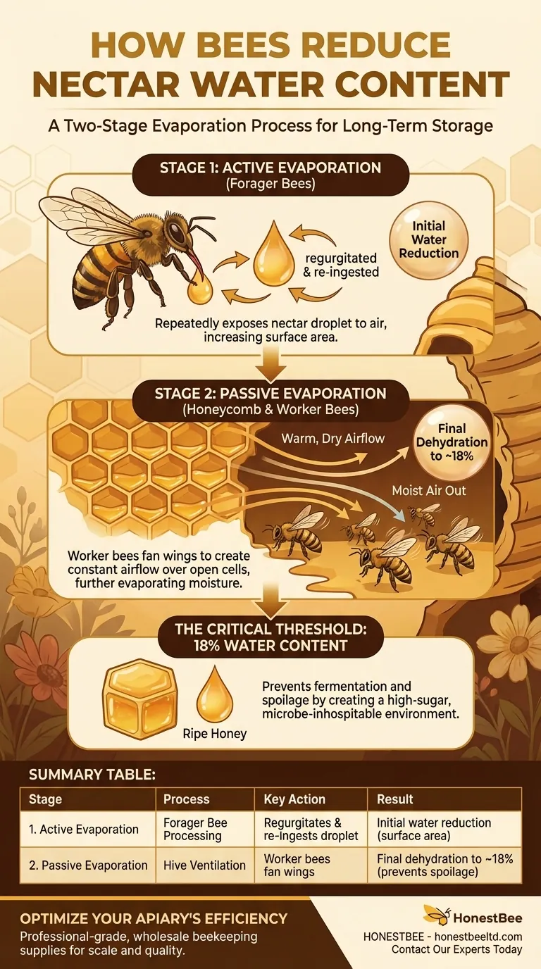 Comment les abeilles réduisent-elles la teneur en eau du nectar ? Un processus d'évaporation en deux étapes Guide Visuel