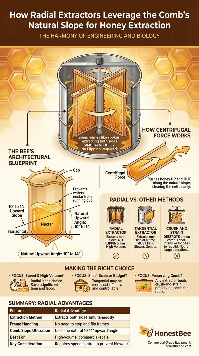How do radial extractors leverage the comb's natural slope for honey extraction? Maximize Efficiency with Nature's Design Visual Guide