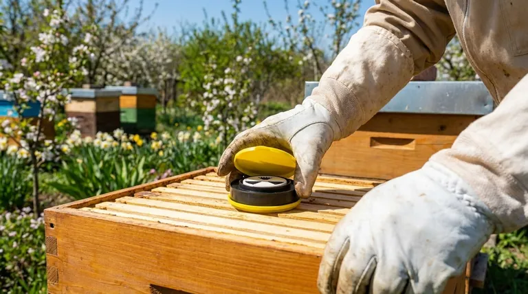 Why is controlling varroa infestation a priority in spring? Prevent Colony Collapse Now