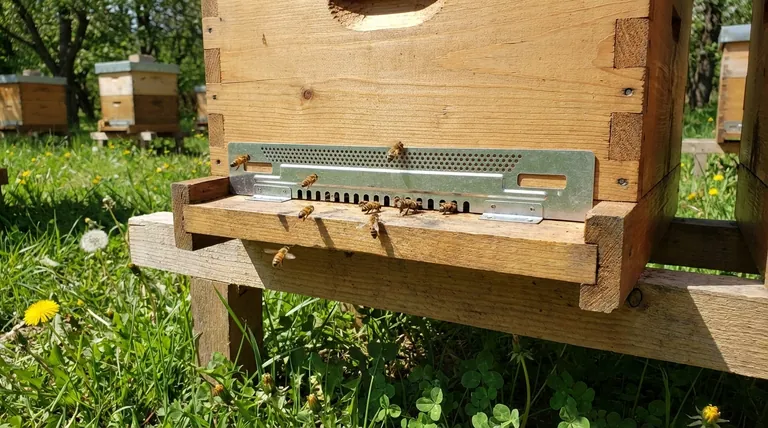 أين يقع مدخل الخلية عادة؟ حسّن صحة خليتك وإنتاج العسل لديك