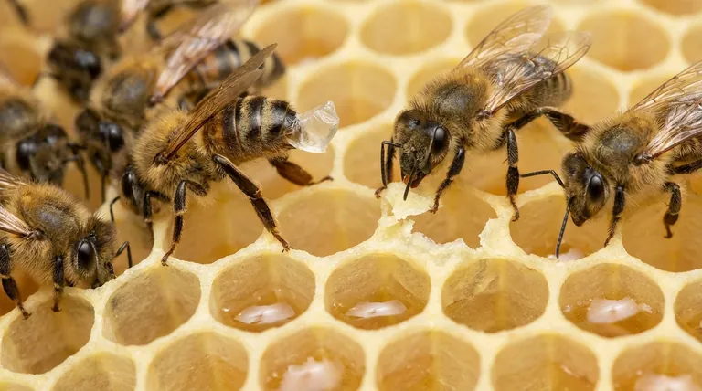 Como as abelhas operárias produzem a cera de abelha? Um guia para o processo de fabricação da colmeia