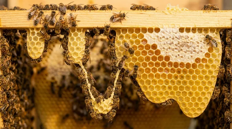 Comment les abeilles construisent-elles leur rayon de miel ? Une merveille d'ingénierie collective et d'efficacité
