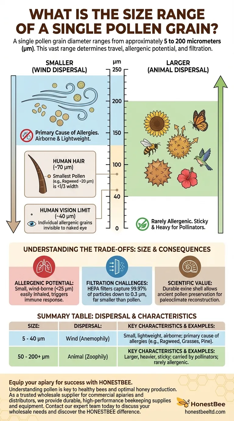 What is the size range of a single pollen grain? From 5 to 200 Micrometers Explained Visual Guide