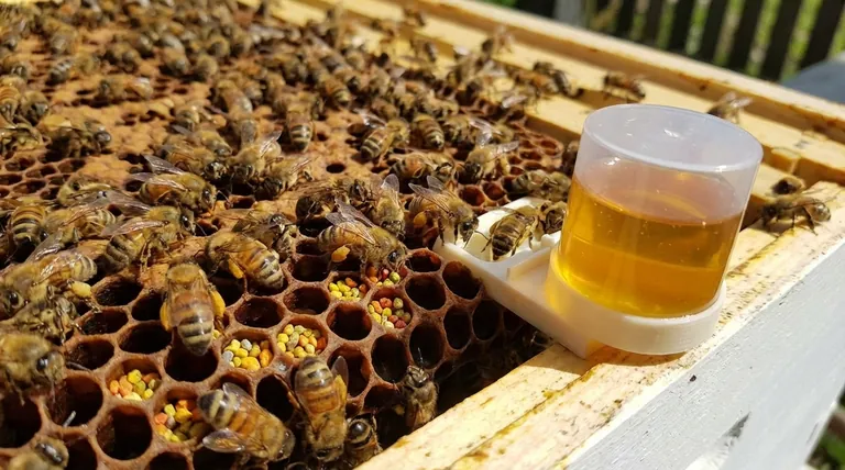 What nutritional needs does pollen satisfy for honey bee colonies? The Essential Growth Food for Thriving Hives