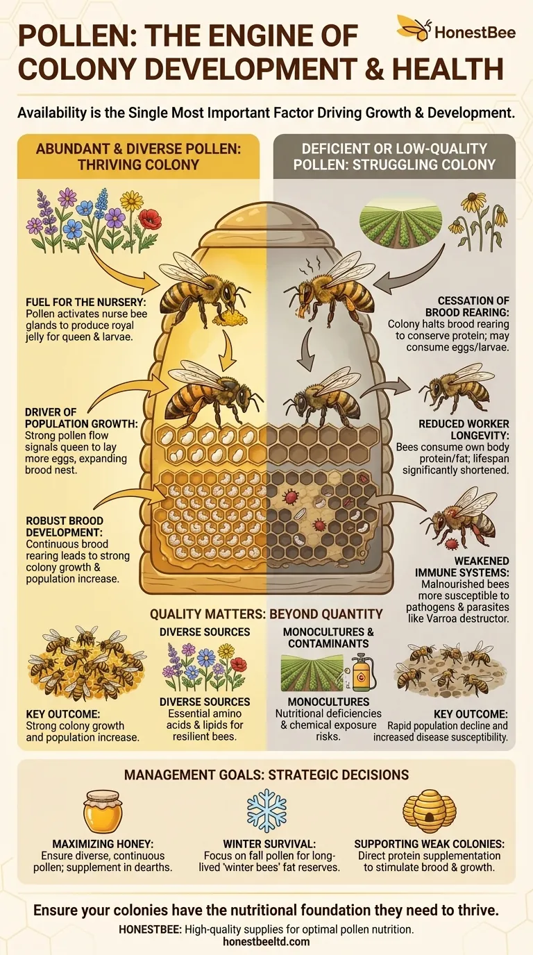 Как доступность пыльцы влияет на развитие колонии? Критическая роль белка в здоровье пчел Визуальное руководство