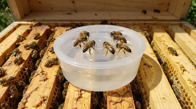 How does pollen availability affect colony development? The Critical Role of Protein in Bee Health