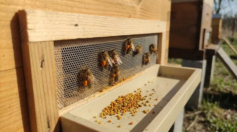 How do pollen traps work? A Beekeeper's Guide to Harvesting and Hive Health