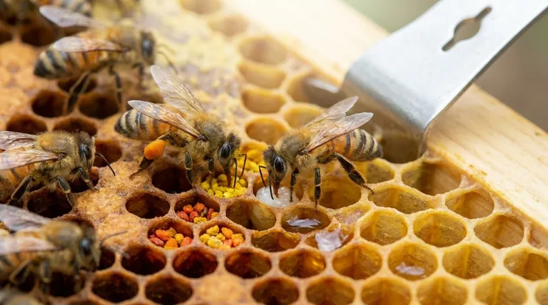 Quais são os usos nutricionais do pólen coletado dentro da colmeia? Combustível Essencial para o Crescimento da Colônia